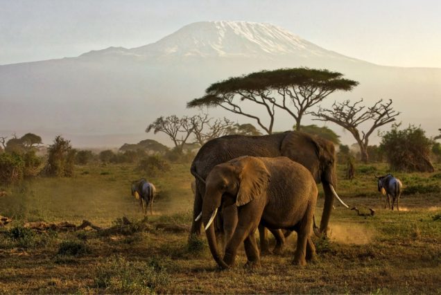 6 Days Budget Safari to Masai Mara, Lake Nakuru and Amboseli