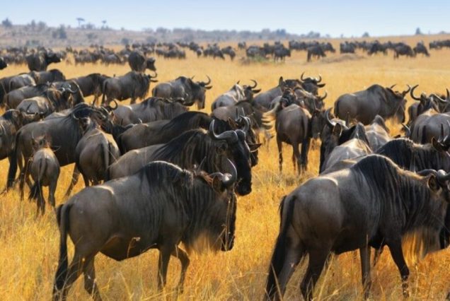 3 Days, 2 Nights Masai Mara Group Joining Budget Safari in 4x4 Land Cruiser Jeep