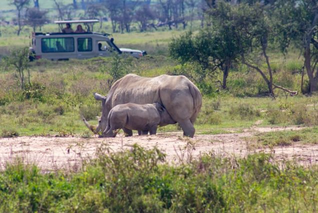 7 Days Safari to Masai Mara, Lake Nakuru, Naivasha and Amboseli