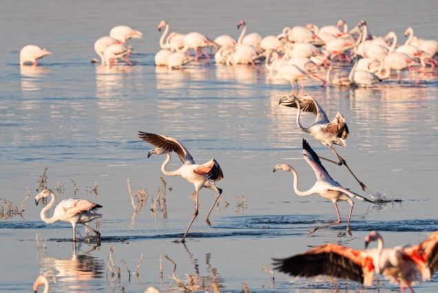4 Days, 3 Nights Maasai Mara and Lake Nakuru Group Safari in 4x4 Cruiser