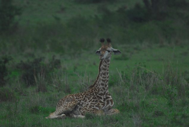 Rothschild giraffe Nairobi Kenya