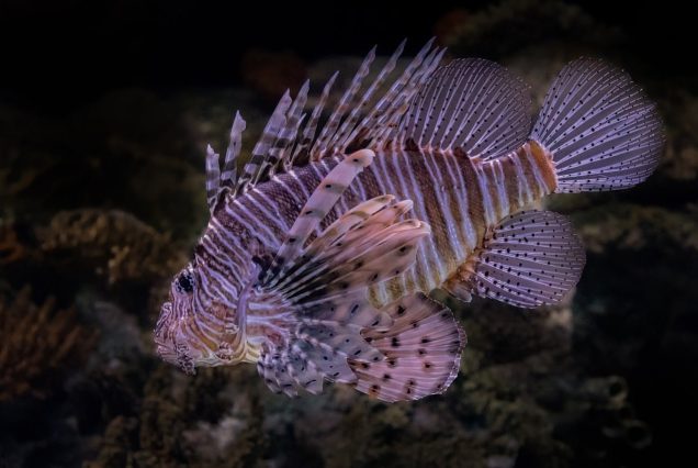 Watamu Kenya coast snorkeling