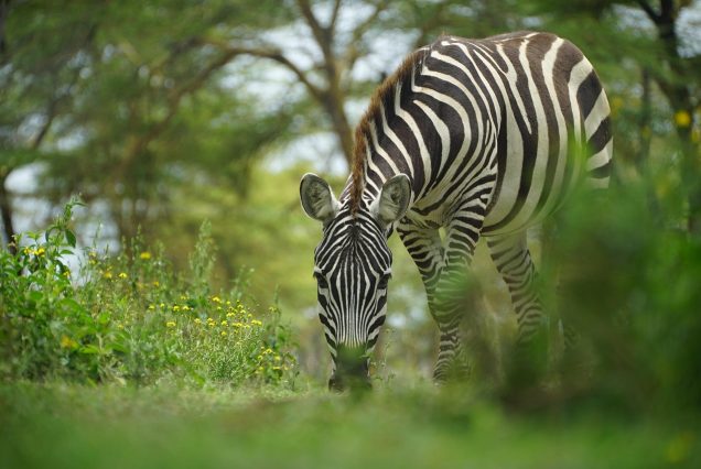 Kenya beach honeymoon safari