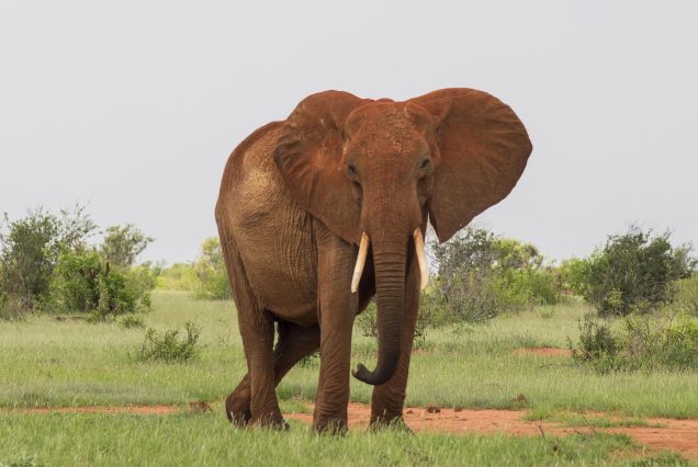 Tsavo East National Park elephants