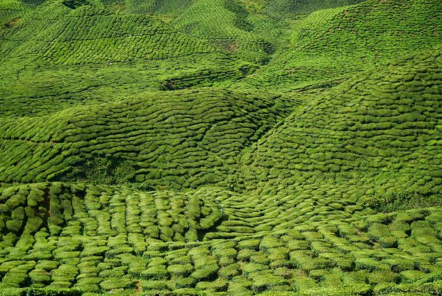 Kenya tea farm Limuru