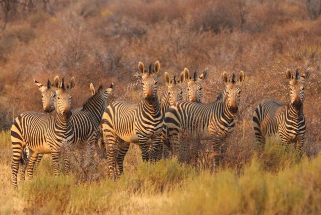 luxury East Africa safari lodge