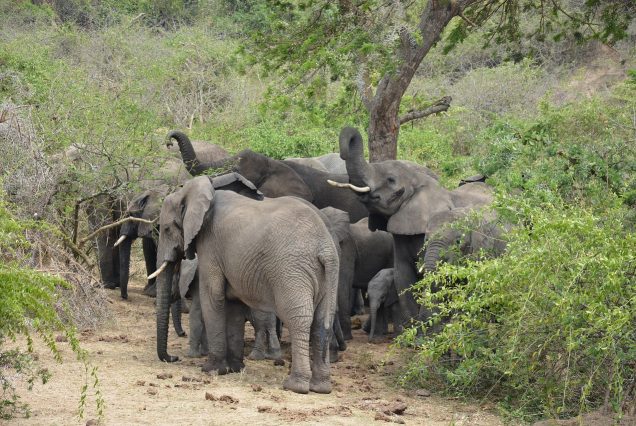 Uganda wildlife safari Queen Elizabeth National Park