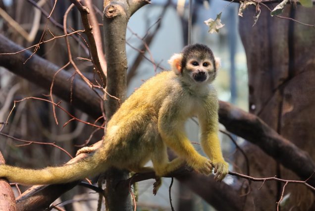 Rwanda golden monkey trekking
