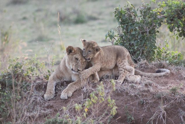 3 Days Masai Mara Flying Safari Package - DesDen Tours & Safaris