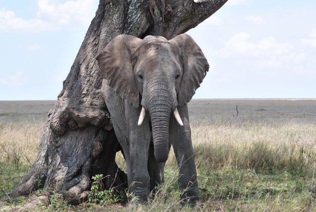 Arusha National Park Tanzania wildlife