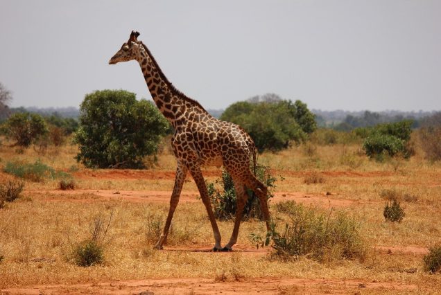 Rothschild giraffe Nairobi Kenya