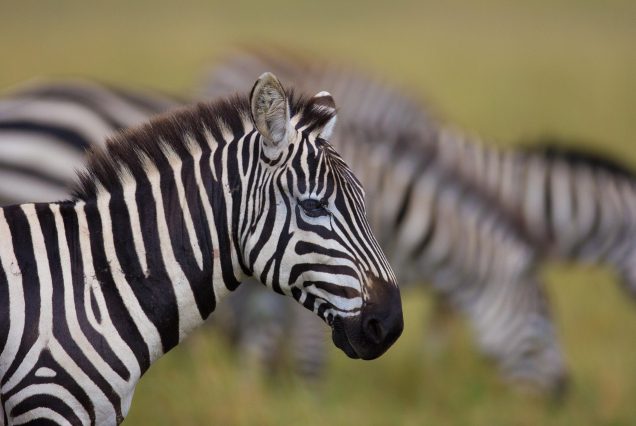 Masai Mara honeymoon safari