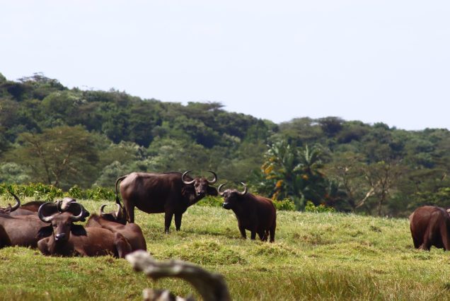 Arusha National Park Tanzania wildlife