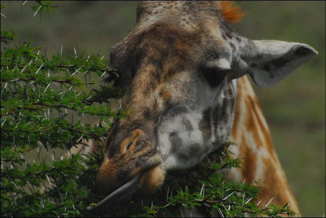 Rothschild giraffe Nairobi Kenya