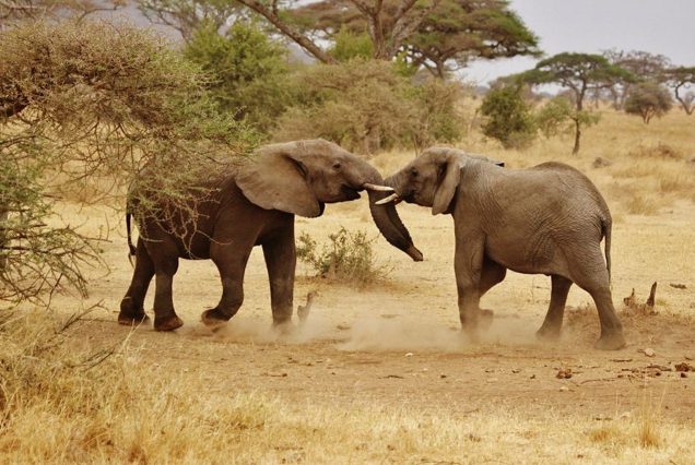 Serengeti National Park Tanzania safari wildlife