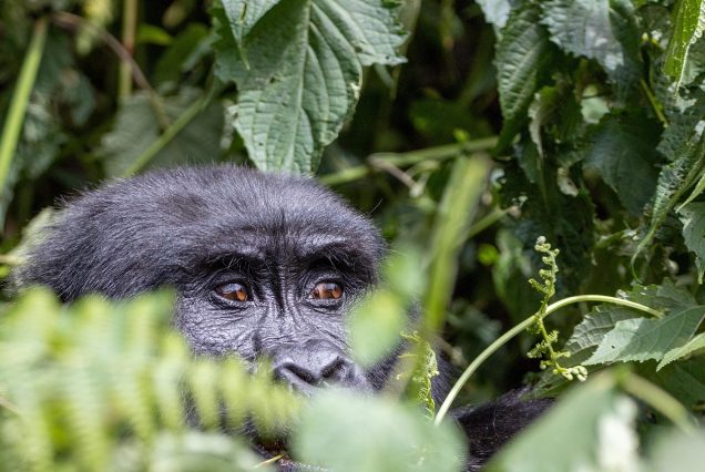 Bwindi Uganda gorilla trekking