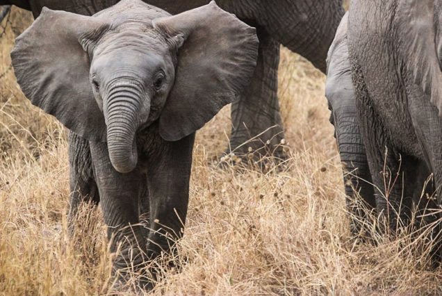 Serengeti National Park Tanzania safari wildlife