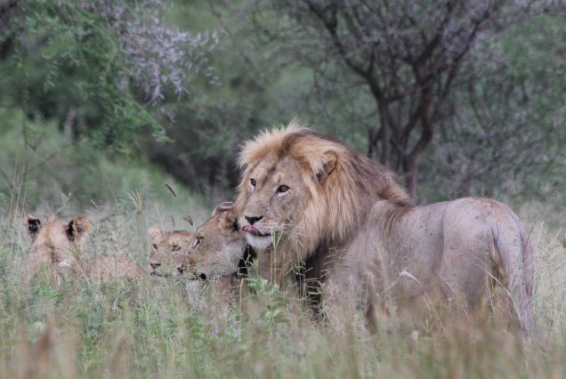 Arusha National Park Tanzania wildlife