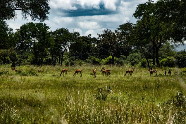 Kenya Tanzania safari wildlife