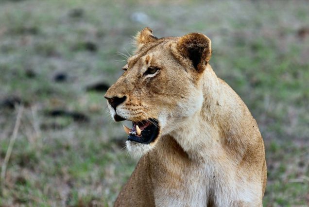 3 Days, 2 Nights Maasai Mara Group Joining Safari in 4x4 Land Cruiser Jeep