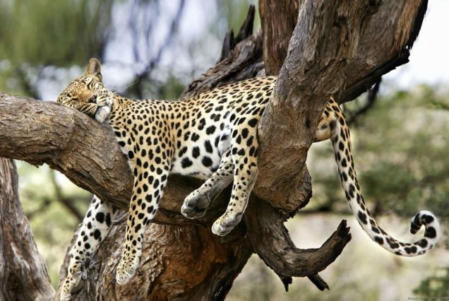7 Days Safari to Masai Mara, Lake Nakuru, Naivasha, Hell's Gate and Samburu